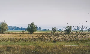 Gebäudereinigung in Illmitz