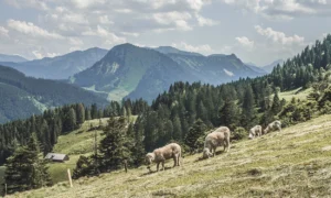 Gebäudereinigung in Salzburg Faistenau