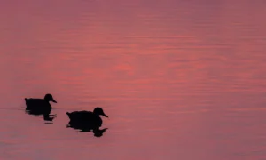 Gebäudereinigung in Salzburg Seekirchen am Wallersee